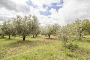 TER. AGRICOLO A MONTORIO ROMANO