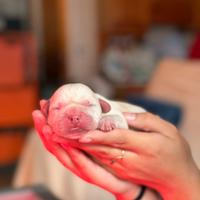 Cuccioli labrador miele