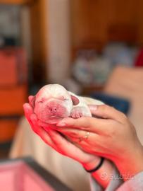 Cuccioli labrador miele