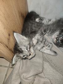 Cuccioli di Maine coon