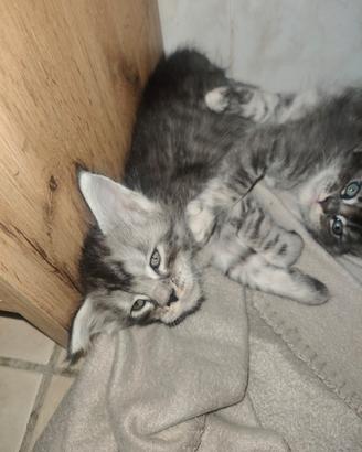 Cuccioli di Maine coon