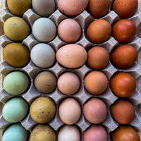 Uova di Araucana, Moroseta e Marans