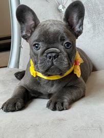 Bulldog francese