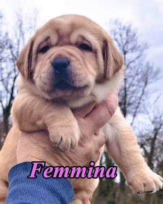 Cuccioli labrador, pedigree ENCI,selezione red fox