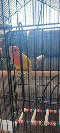Inseparabile lutino opalino con gabbia