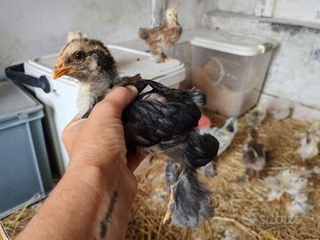 Brahama galline
