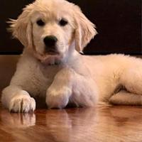 Golden Retriever cuccioli