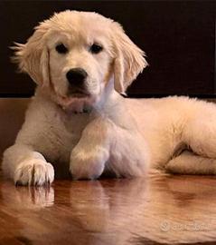Golden Retriever cuccioli