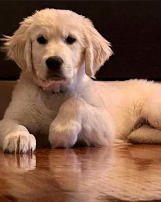 Golden Retriever cuccioli