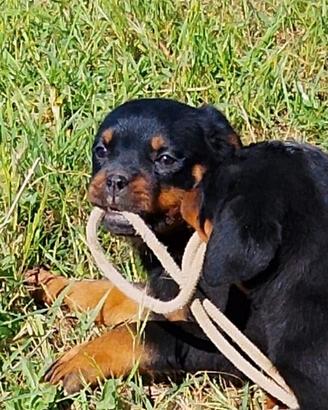 Cucciolo di rottweiler