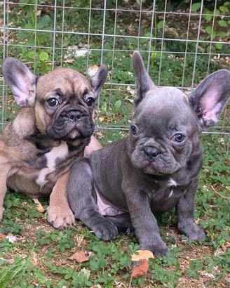 Cuccioli Bulldog francese