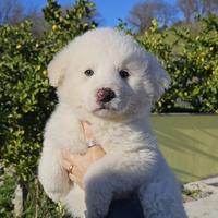 Cuccioli di pastore maremmano abruzzese
