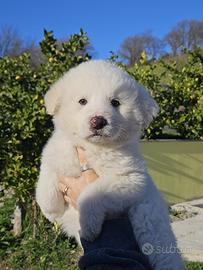 Cuccioli di pastore maremmano abruzzese
