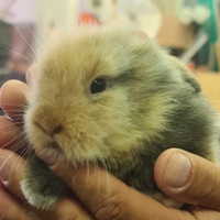 Coniglietti testa di leone