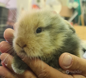 Coniglietti testa di leone