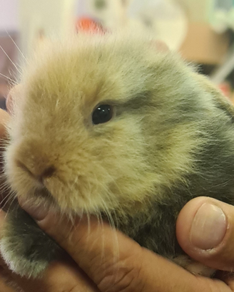 Coniglietti testa di leone