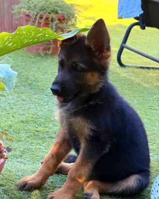 Cuccioli di pastore tedesco importanti