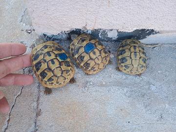 Tartarughe di terra