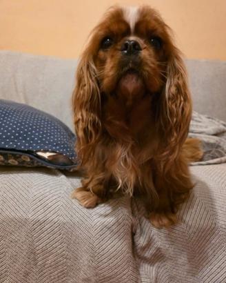 cavalier king