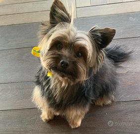 Accoppiamento Yorkshire