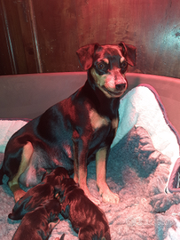 Pinscher nano , zwergpinscher