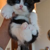 Pura razza british shorthair da esposizione