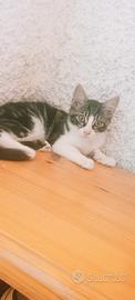 Cucciolo di gatto