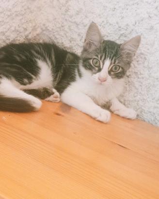 Cucciolo di gatto