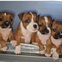 Staffordshire bull terrier