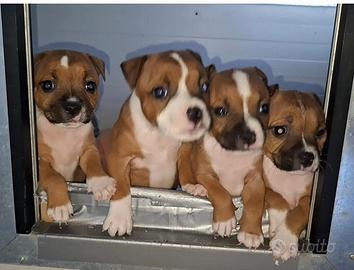 Staffordshire bull terrier