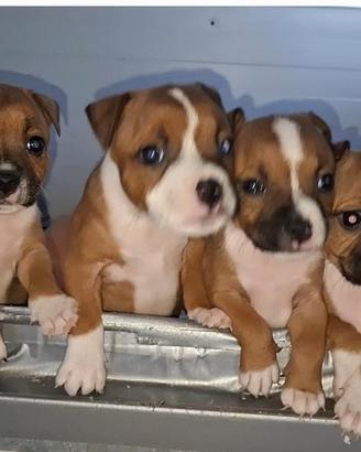 Staffordshire bull terrier