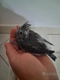 Pappagalli calopsite allevati a mano