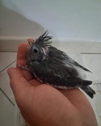 Pappagalli calopsite allevati a mano