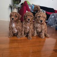 Disponibili barboncini red