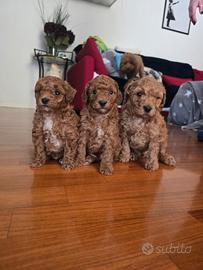 Disponibili barboncini red