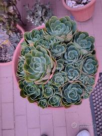 Echeveria Imbricata