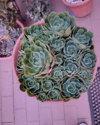 Echeveria Imbricata