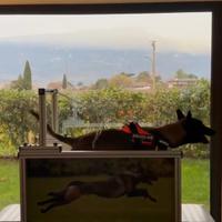 Tapis roulant cane professonale