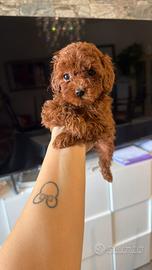 Barboncino red maschio