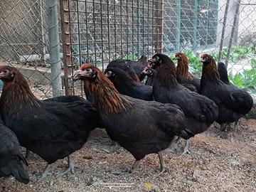 coppia Olive Egger

