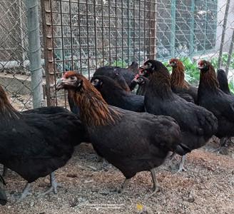 coppia Olive Egger

