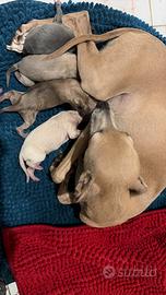 Cuccioli di piccolo levriero italiano
