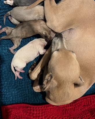 Cuccioli di piccolo levriero italiano