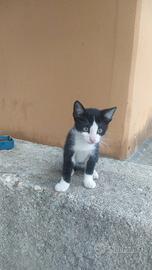 Titti e Silvestro rischiano la vita