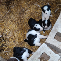 Cuccioli BORDER COLLIE