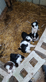 Cuccioli BORDER COLLIE