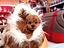 Immagine 25