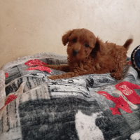 Barboncino Toy con pedigree ENCI