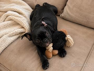 Cucciola di bulldog francese