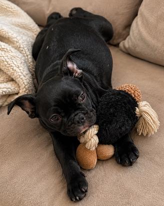 Cucciola di bulldog francese